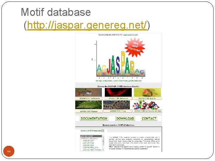 Motif database (http: //jaspar. genereg. net/) 86 
