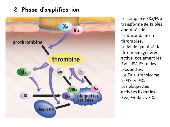 2. Phase d’amplification Le complexe FXa/FVa transforme de faibles quantités de prothrombine en thrombine.