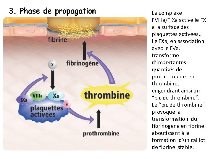Le complexe FVIIIa/FIXa active le FX à la surface des plaquettes activées. . Le