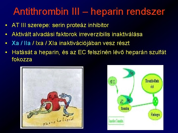 Antithrombin III – heparin rendszer • AT III szerepe: serin proteáz inhibitor • Aktivált