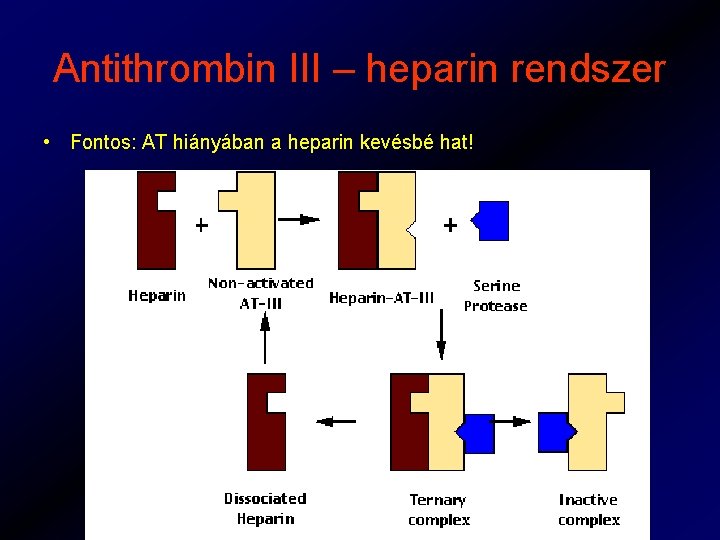 Antithrombin III – heparin rendszer • Fontos: AT hiányában a heparin kevésbé hat! 