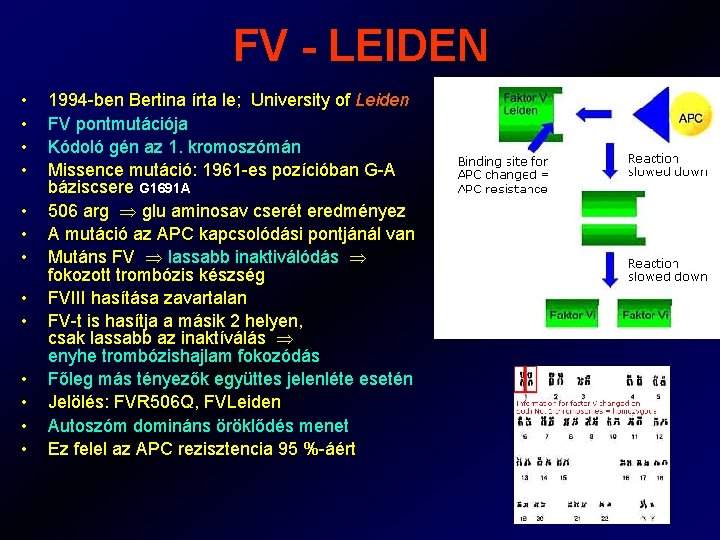 FV - LEIDEN • • • • 1994 -ben Bertina írta le; University of