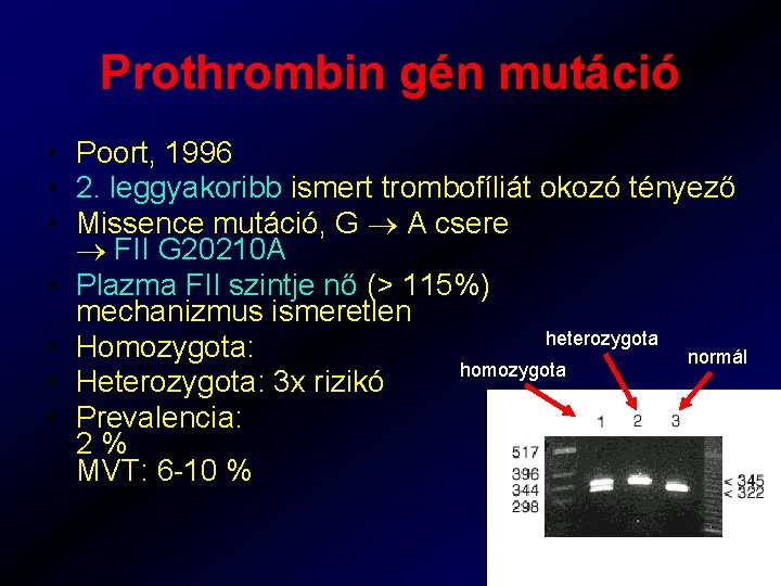 Prothrombin gén mutáció • Poort, 1996 • 2. leggyakoribb ismert trombofíliát okozó tényező •