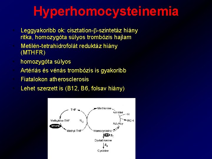 Hyperhomocysteinemia • Leggyakoribb ok: cisztation- -szintetáz hiány ritka, homozygóta súlyos trombózis hajlam • Metilén-tetrahidrofolát