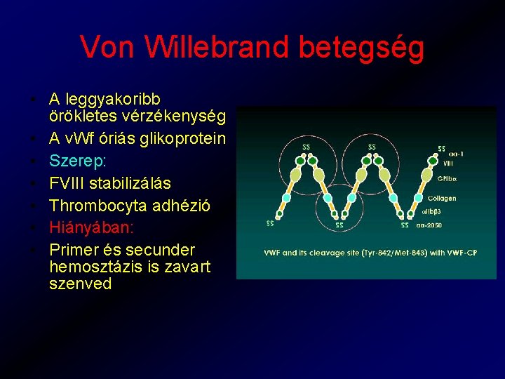 Von Willebrand betegség • A leggyakoribb örökletes vérzékenység • A v. Wf óriás glikoprotein