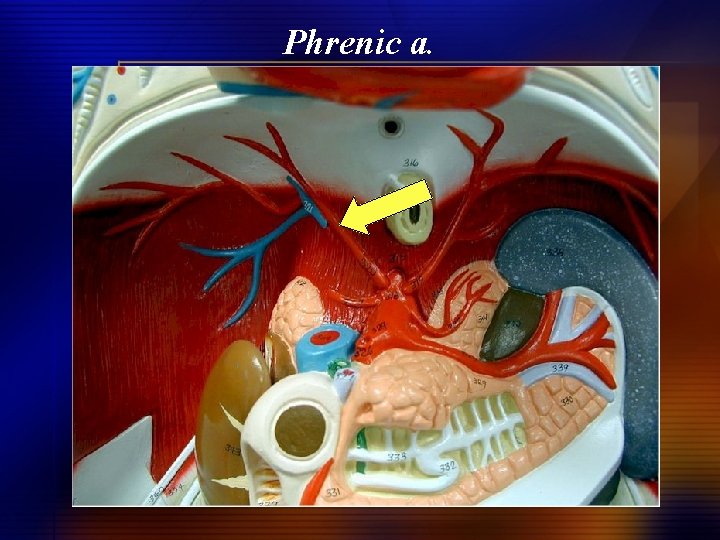 Phrenic a. 