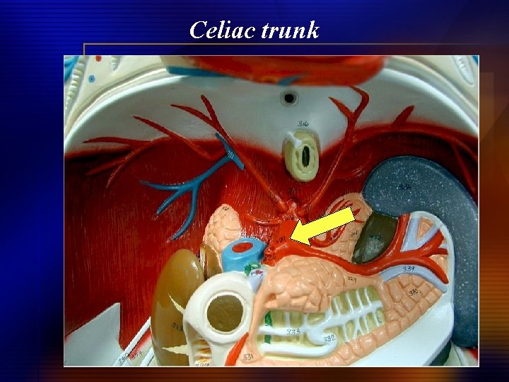 Celiac trunk 