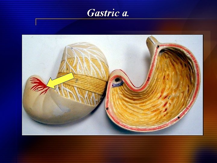 Gastric a. 