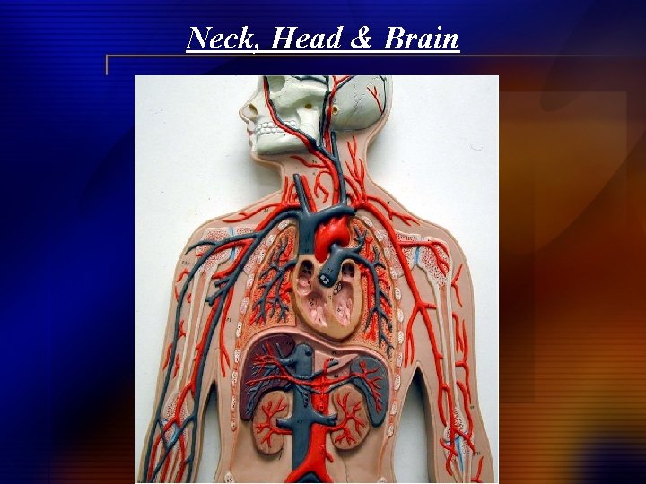 Neck, Head & Brain 