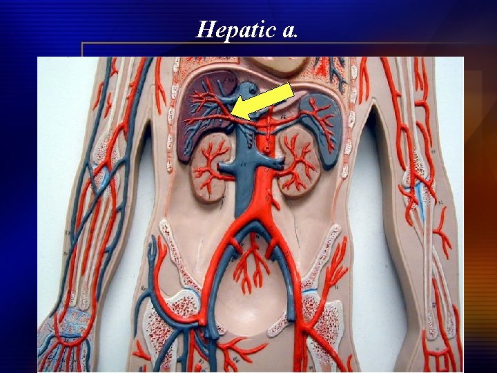 Hepatic a. 