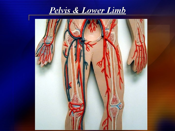Pelvis & Lower Limb 