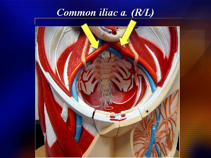 Common iliac a. (R/L) 