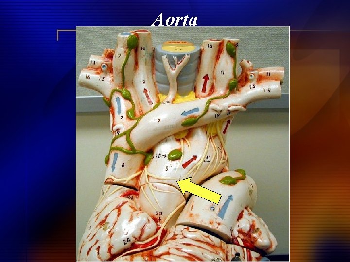 Aorta 