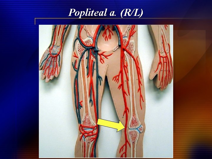 Popliteal a. (R/L) 