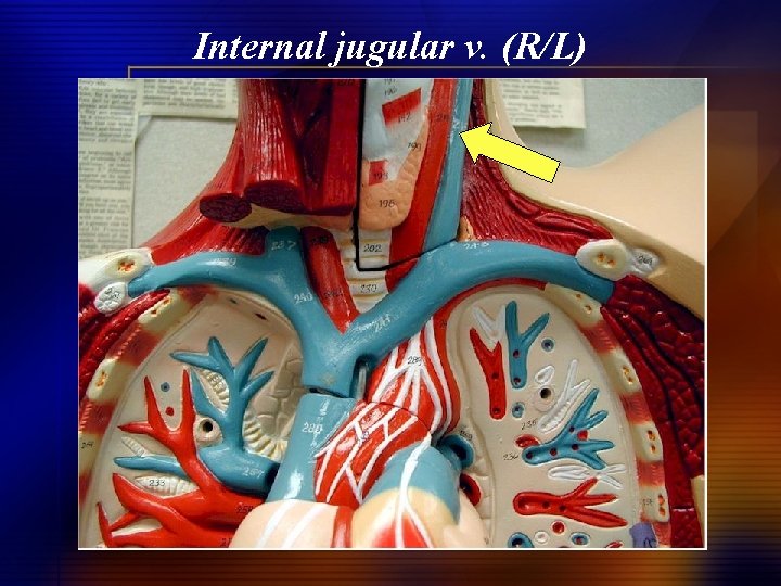 Internal jugular v. (R/L) 