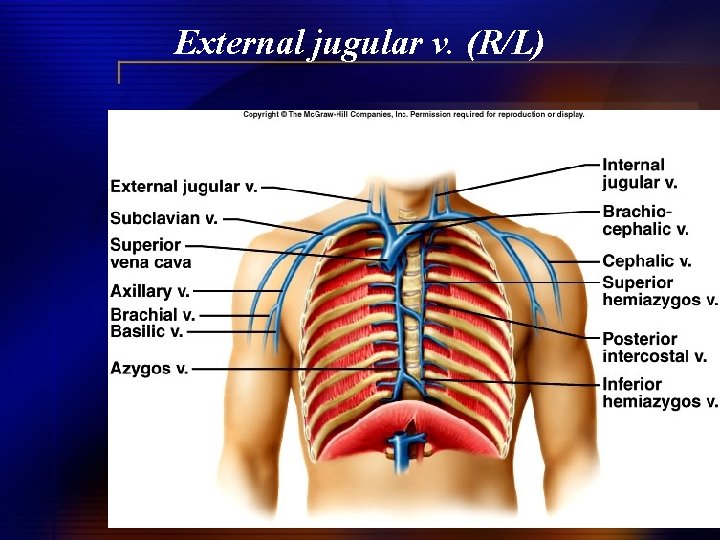 External jugular v. (R/L) 