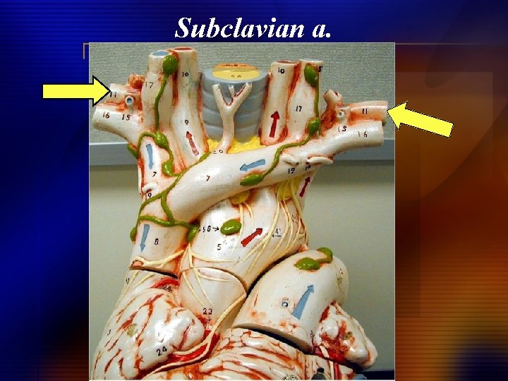 Subclavian a. 