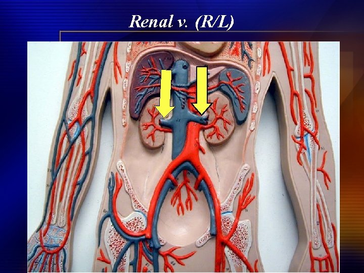 Renal v. (R/L) 