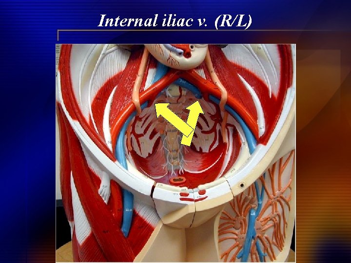 Internal iliac v. (R/L) 