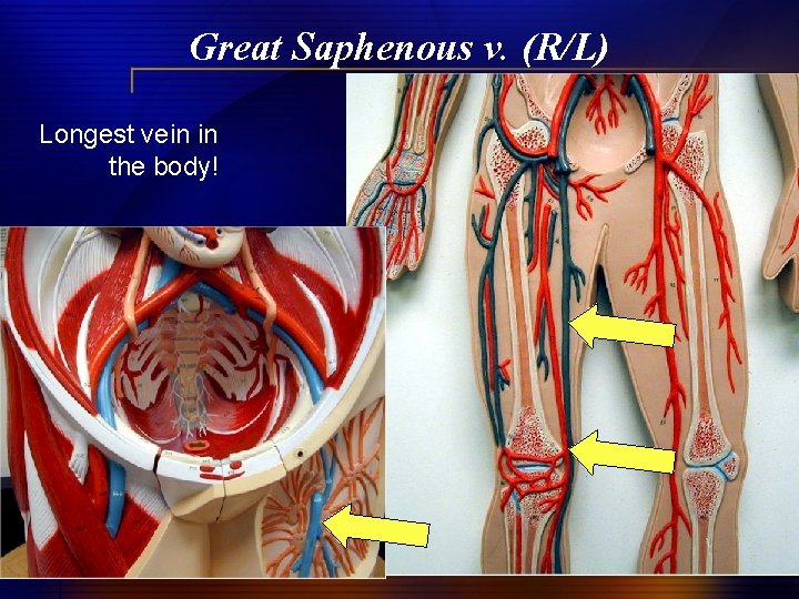 Great Saphenous v. (R/L) Longest vein in the body! 