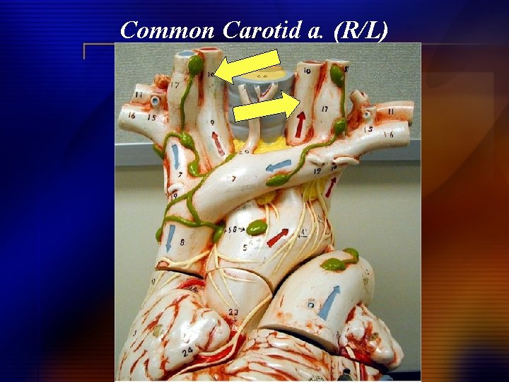 Common Carotid a. (R/L) 
