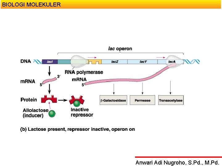 BIOLOGI MOLEKULER Anwari Adi Nugroho, S. Pd. , M. Pd. 