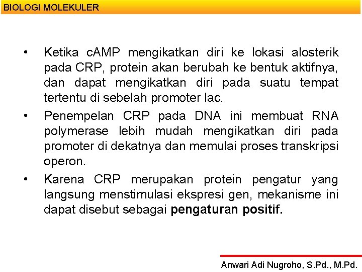 BIOLOGI MOLEKULER • • • Ketika c. AMP mengikatkan diri ke lokasi alosterik pada
