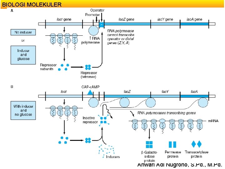 BIOLOGI MOLEKULER Anwari Adi Nugroho, S. Pd. , M. Pd. 