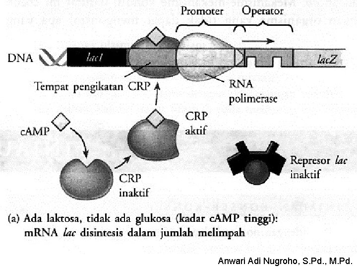 BIOLOGI MOLEKULER Anwari Adi Nugroho, S. Pd. , M. Pd. 