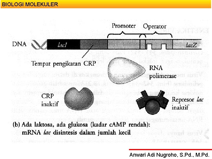 BIOLOGI MOLEKULER Anwari Adi Nugroho, S. Pd. , M. Pd. 
