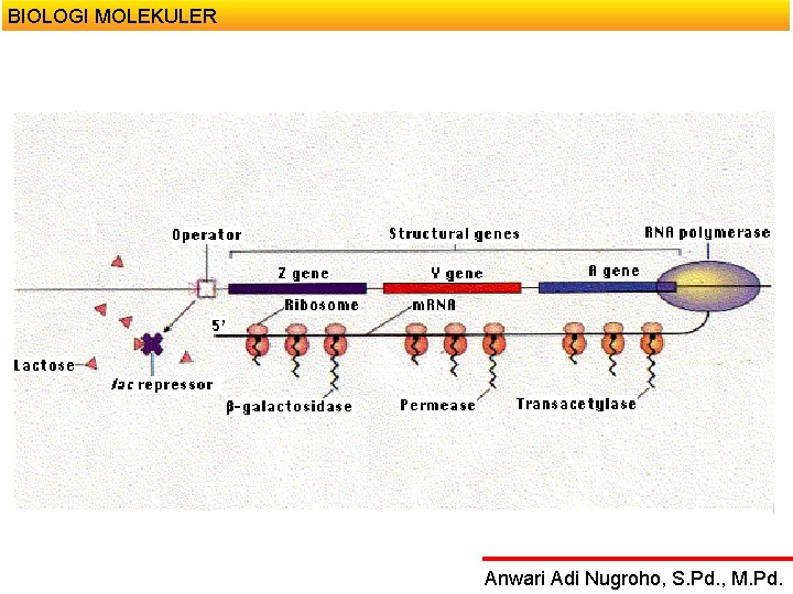 BIOLOGI MOLEKULER Anwari Adi Nugroho, S. Pd. , M. Pd. 