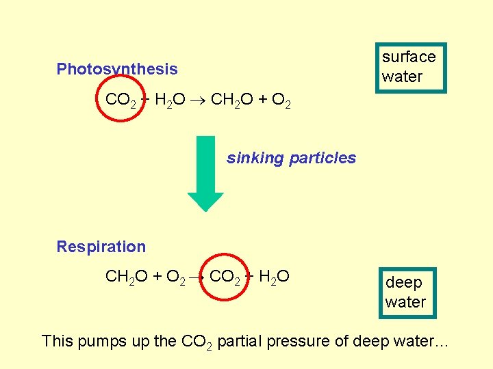 surface water Photosynthesis CO 2 + H 2 O CH 2 O + O