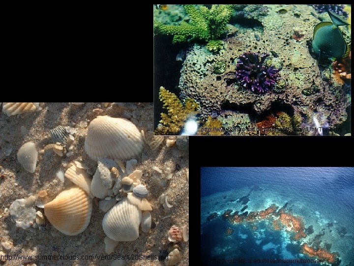 http: //www. cmas-md. org/Images/Sanjay/Univ. Top 4. jpg http: //www. summerclouds. com/Vero/Sea%20 Shells. jpg http: