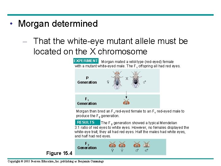  • Morgan determined – That the white-eye mutant allele must be located on