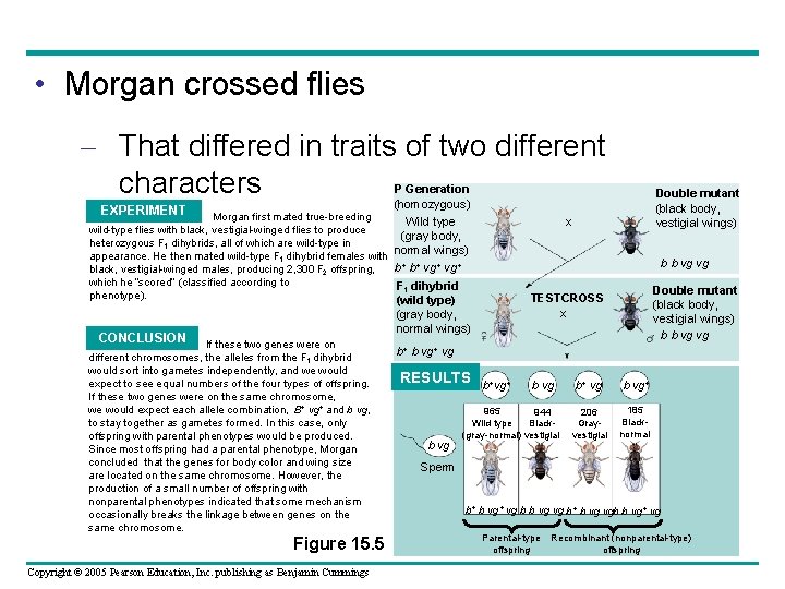  • Morgan crossed flies – That differed in traits of two different characters