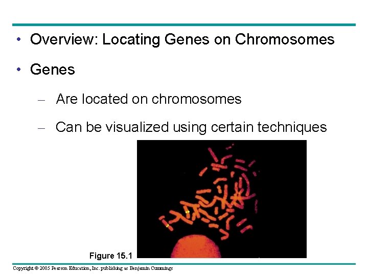  • Overview: Locating Genes on Chromosomes • Genes – Are located on chromosomes