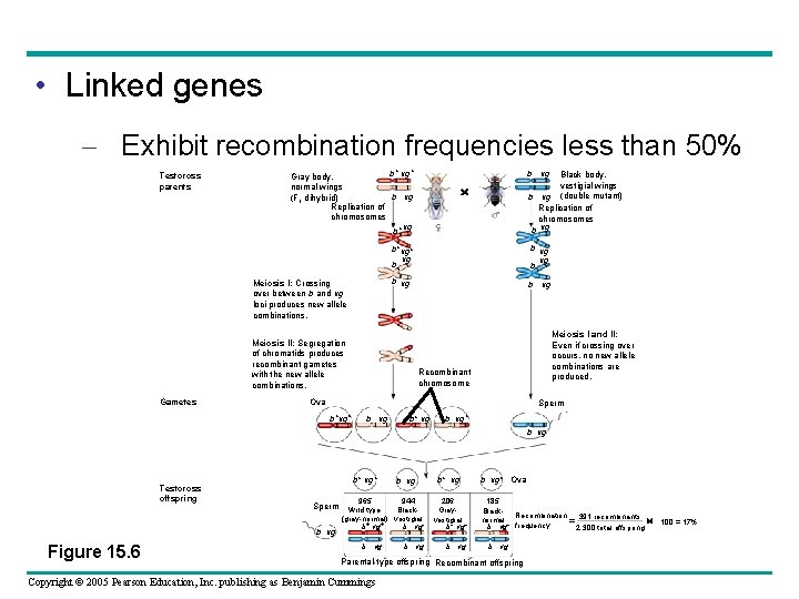  • Linked genes – Exhibit recombination frequencies less than 50% Testcross parents b+