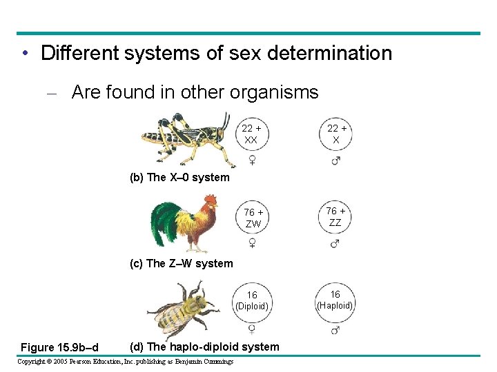  • Different systems of sex determination – Are found in other organisms 22
