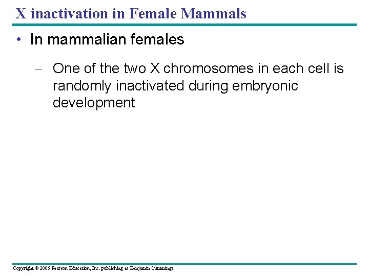 X inactivation in Female Mammals • In mammalian females – One of the two