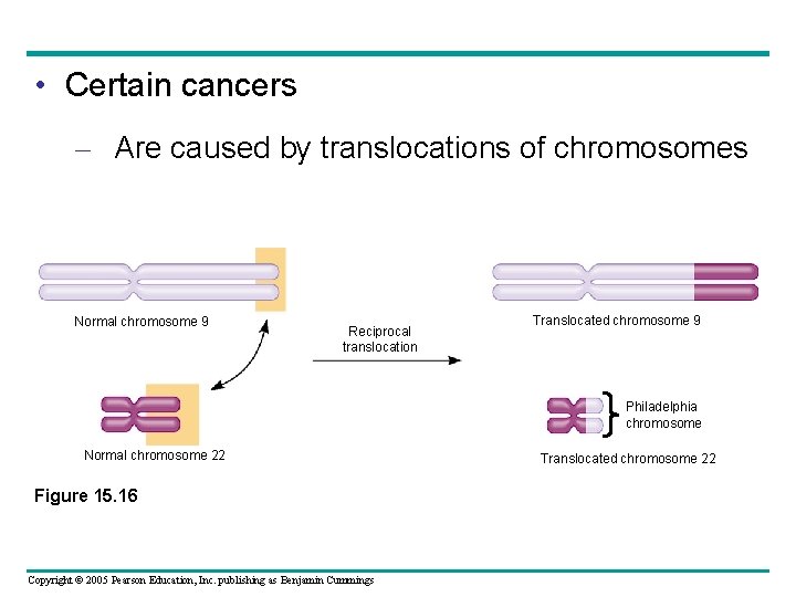  • Certain cancers – Are caused by translocations of chromosomes Normal chromosome 9