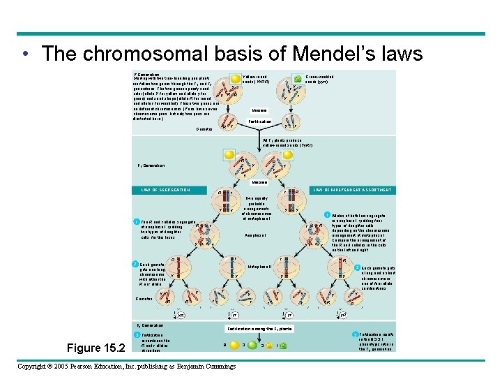  • The chromosomal basis of Mendel’s laws P Generation Starting with two true-breeding