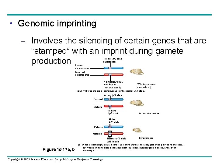  • Genomic imprinting – Involves the silencing of certain genes that are “stamped”