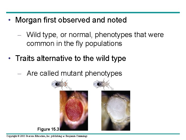  • Morgan first observed and noted – Wild type, or normal, phenotypes that