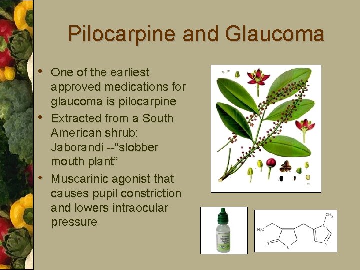 Pilocarpine and Glaucoma • One of the earliest • • approved medications for glaucoma