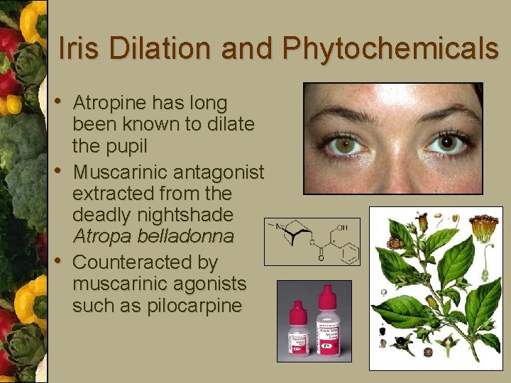 Iris Dilation and Phytochemicals • Atropine has long • • been known to dilate