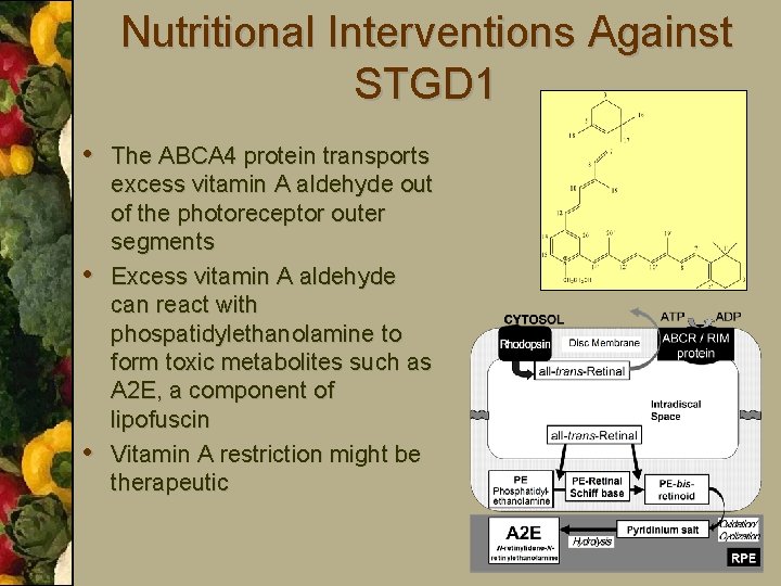 Nutritional Interventions Against STGD 1 • The ABCA 4 protein transports • • excess