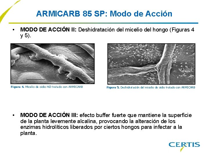 ARMICARB 85 SP: Modo de Acción • MODO DE ACCIÓN II: Deshidratación del micelio