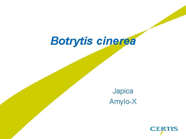 Botrytis cinerea Japica Amylo-X 