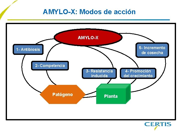 AMYLO-X: Modos de acción AMYLO-X 5 - Incremento de cosecha 1 - Antibiosis 2