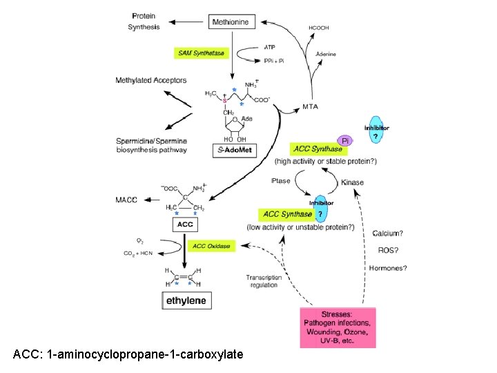 ACC: 1 -aminocyclopropane-1 -carboxylate 